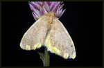 Lymantriidae, Nygmiini - Orvasca subnotata
4522