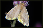 Lymantriidae, Nygmiini - Orvasca subnotata
4525