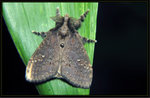 Lymantriidae - Dasychira chekiangensis
7343