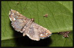 Crambidae, Musotiminae - Neomusotima fuscolinealis
6491