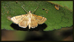 "Cataclysta" angulata
9549