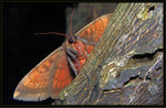Noctuidae, Catocalinae - Hypopyra vespertilio
0250