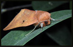 Noctuidae, Catocalinae - Thyas juno
0447
