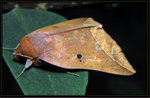 Noctuidae, Catocalinae - Thyas juno
0449