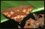 Noctuidae, Catocalinae - Saroba pustulifera
0913