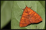 Noctuidae, Catocalinae - Singara diversalis
0983