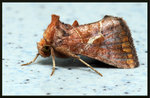Noctuidae, Plusiinae - Zonoplusia ochreata

1156