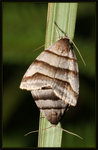 Noctuidae, Acontiinae - Flammona trilineata
1206