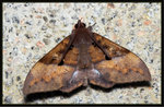 Noctuidae, Catocalinae - Ischyja manlia

1209