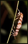 Noctuidae, Acontiinae - Flammona trilineata
1217
