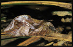 Erebidae - Eudocima phalonia
1409
