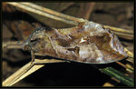 SErebidae - Eudocima phalonia
1418