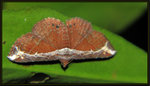 Noctuidae, Acontiinae - Zurobata vacillans
1574