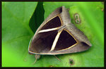 Erebidae, Erebinae - Chalciope mygdon
1651