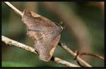 Erebidae, Pangraptinae - Pangrapta obscurata
1691