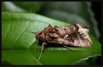 Noctuidae, Plusiinae - Chrysodeixis eriosoma
1855