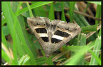 Noctuidae, Catocalinae - Grammodes geometrica

2357