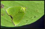 Noctuidae, Nolinae, Nolini, Ariolicina - Paracrama dulcissima
2928