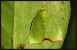 Noctuidae, Nolinae, Nolini, Ariolicina - Paracrama dulcissima
2937