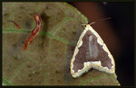 Noctuidae, Arctiinae, Lithosiini - Diduga flavicostata2
3147