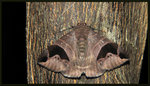 Noctuidae, Catocalinae - Bastilla joviana
3368
