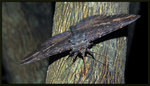 Noctuidae, Catocalinae - Anisoneura salebrosa

3404