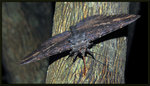 Noctuidae, Catocalinae - Anisoneura salebrosa

3404