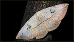 Noctuidae, Catocalinae - H. ossigera
3414