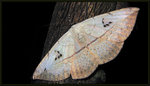 Noctuidae, Catocalinae - H. ossigera
3414