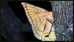 Noctuidae, Catocalinae - H. ossigera
3427