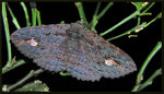 Noctuidae, Catocalinae - Anisoneura salebrosa
3535