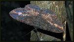 Noctuidae, Catocalinae - Anisoneura salebrosa

3571a