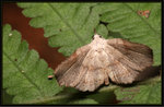 Noctuidae, Catocalinae - Throana pectinifer

3632