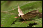 Noctuidae, Catocalinae - Throana pectinifer

3637
