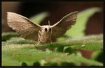 Noctuidae, Catocalinae - Throana pectinifer
3658