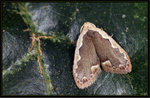 Noctuidae, Arctiinae, Lithosiini - Diduga flavicostata2
3674