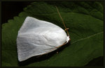 Noctuidae, Bagisarinae - Chasmina candida

Sep 19
4076