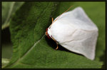 Noctuidae, Bagisarinae - Chasmina candida

4085