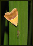 Erebidae, Eublemminae - Eublemma dimidialis 10-24 4449