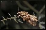 Noctuidae, Eriopinae - Callopistria guttulalis

4450
