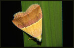 Erebidae, Eublemminae - Eublemma dimidialis
4460