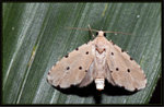 Erebidae, Aventiinae - Metaemene atriguttata
4522