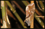 Erebidae - Eudocima phalonia
4707