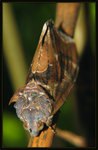 Erebidae - Eudocima phalonia
4791a
