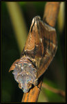 Erebidae - Eudocima phalonia
4792
