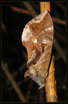 Erebidae - Eudocima phalonia
4801