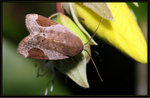 Noctuidae, Bagisarinae - Dyrzela plagiata
5197