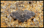 Noctuidae, Catocalinae - Diomea rotunda
6039