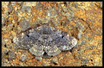 Noctuidae, Catocalinae - Diomea rotunda
6046