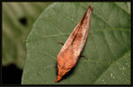 Erebidae, Calpinae, Calpini - Oraesia excavata
6399